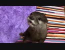 クリックリの目で遊んでアピールをしてくるカワウソ