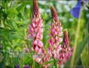 誕生日に贈る言葉～4月20日生まれの情熱的で繊細なあなたに－聴きものがたり