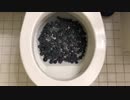 ブルーベリーをトイレに流してみた