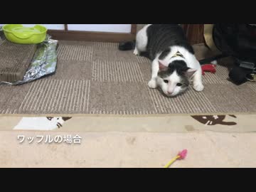 なかなか獲物に飛びかかろうとしない猫