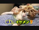 猫じゃらしの毛をカツラにしてみたらイケメン猫が爆誕した
