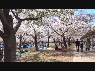 大阪城南堀の桜並木を歩く