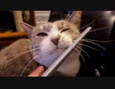 【モアクリ】 エステティックニャロン