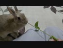 大きく育ったミントをもぐもぐするうさぎさん
