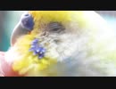 ツンツンカキカキモフモフふわふわ