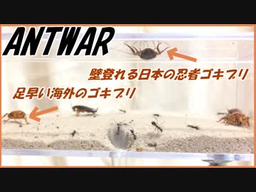 日本と海外ゴキブリ、同じエサ場に混ぜたらどっちが先にアリのエサになる？【前編】