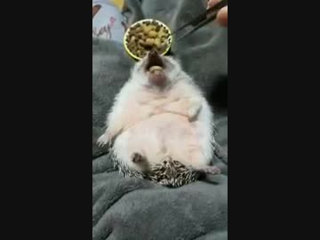 すごい体勢でごはんを食べるハリネズミｗｗｗ