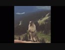 叫ぶアズマ