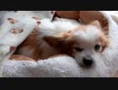 ペットベッドのふちをあご枕にするワンコ（パピヨン）