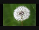 【はいにこ】ダンデライオン ／BUMP OF CHICKEN【歌ってみた】