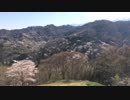 [旅行]陸郷の山桜・桜仙峡を見るだけの30秒