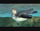 東武動物公園 フンボルトペンギン シェムリがピャーピャー鳴きながら泳ぐ