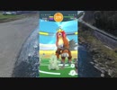 【ポケモンGO】個体値91％のエンテイ捕まえた！CP1905