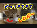 オス猫たちにご飯を待ってもらったら、がっつきすぎて眉間にしわがw