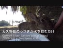 【5分耐久】大久野島のうさぎが水を飲むだけ【3Dio FreeSpace】
