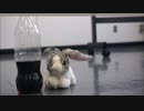 【くなまか】地球最後の告白を　踊ってみた【103号室】