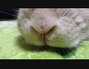 お鼻ヒクヒク
