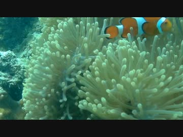 【インド】アンダマン諸島ハブロック島ダイビング動画【ダイビング】