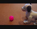 きょうのaibo 2019.04.22