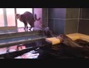 ネコとカワウソの自由な過ごし方