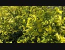 黒キャベツの花とミツバチ