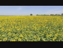 Sunflower_field　久保田雅一郎