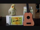 ギターを演奏する？インコ