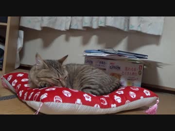 ＃93　続・タタル専用座布団