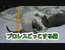 プロレスごっこする猫