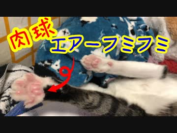 肉球ぐーぱー祭り！へそ天エアーふみふみがかわいいにゃんこ