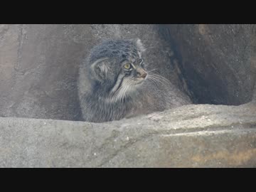 お隣が気になるマヌルネコ