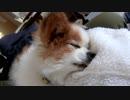 けだるげなワンコ（パピヨン）2