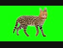 サーバルキャットと化したツーバルGB.rikunee