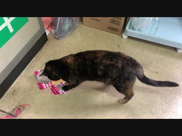 蜘蛛と遊ぶあずき