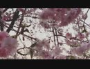 【DTM】夕桜【オリジナル曲】
