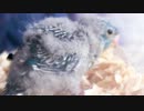 サザナミインコの赤ちゃん♪