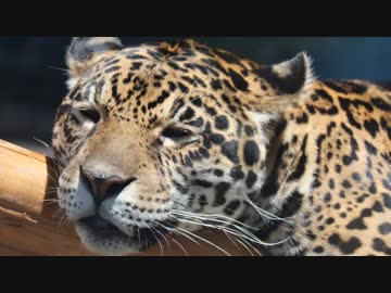 天王寺動物園に行ってきたよって話