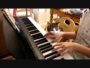 猫ふんじゃったをぬこに聞いてもらった。