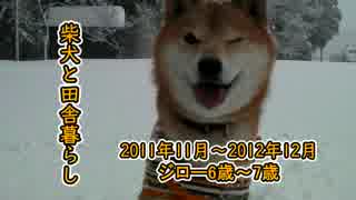 【柴犬ジロー】柴犬と田舎暮らし【Shiba Inu】