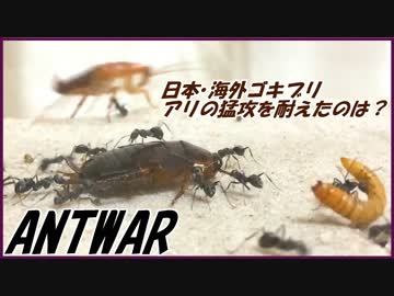 ついに決着！日本ゴキブリ・海外ゴキブリ・ミルワーム、最後までアリの猛攻に耐えたのは・・・。【後編】