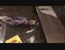 浅いお風呂で泳ぎの練習をイヤイヤするカワウソの子供ご先祖ちゃん