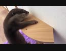 穴に詰まったオヤツを何とかして取りたいカワウソの子供 ※この後ちゃんとあげました＾＾