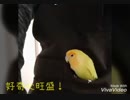 ギャスリー自己紹介☆雛→現在ーコザクラインコ