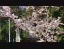 広島　桜紀行（shidare sakura）〜五日市観音しだれと天然記念物の大桜（神原、大虫）