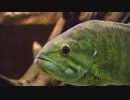 Smallmouth Bass Fish　吉永祐子