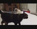 合気道の達人な猫