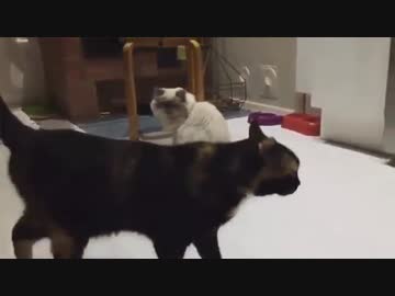 合気道の達人な猫