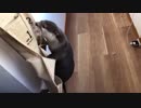 オヤツ入れの場所を知られてしまいました。。