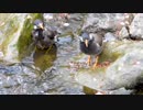 ムクドリ２羽が仲良く水浴び