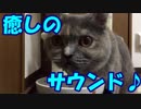 お水をガブガブ飲む猫ちゃん・サビ猫とまと